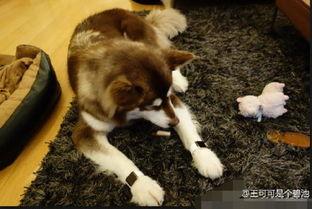 娱乐吃瓜酱送小狗,暖心情怀传递爱心瞬间  第3张